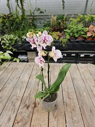 Orquídea Phalaenopsis
