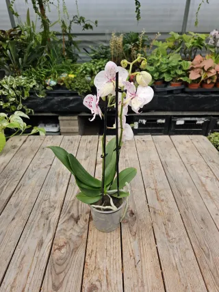 Orquídea Phalaenopsis