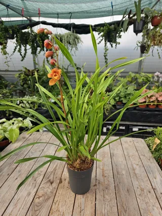 Orquídea Cymbidium Laranja