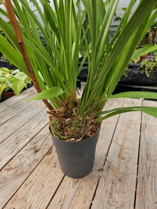 Orquídea Cymbidium Laranja