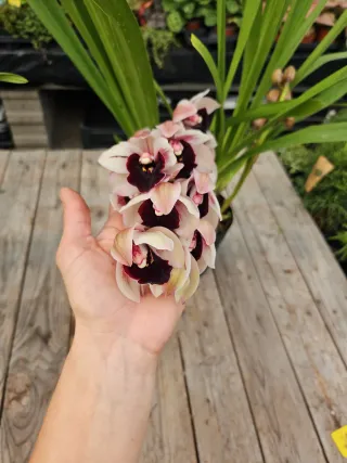 Orquídea Cymbidium rara