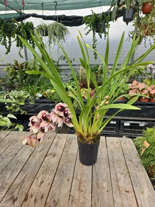 Orquídea Cymbidium rara
