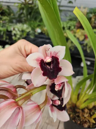 Orquídea Cymbidium rara