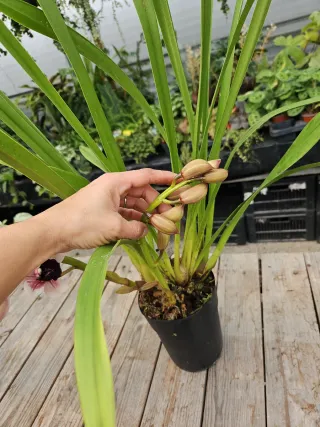 Orquídea Cymbidium rara