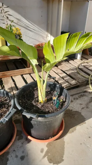 Plantas de interior varios