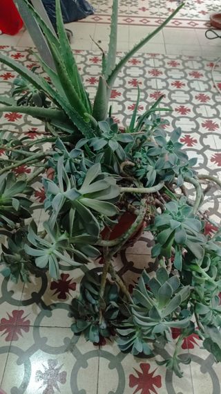 Planta Suculenta Grande Aloe Vera