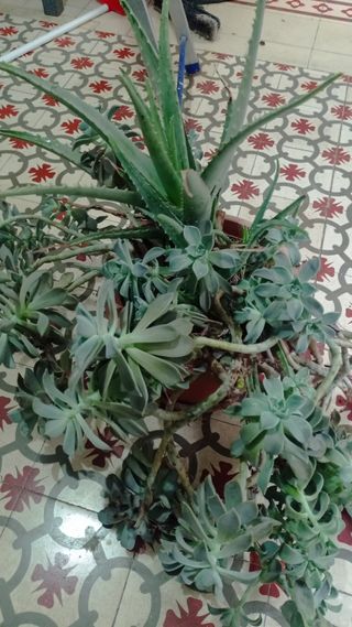 Planta Suculenta Grande Aloe Vera