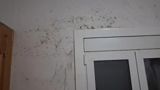 Pintor anti humedad y remodelador estructural