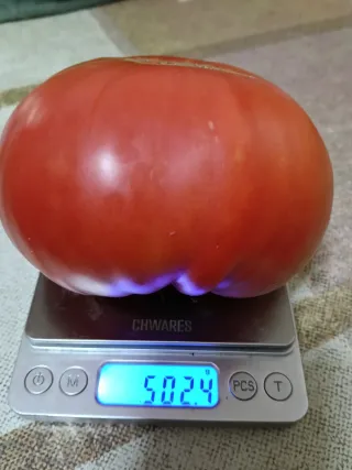 Semillas Tomate de Galicia
