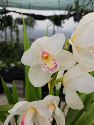 Orquídeas Cymbidium