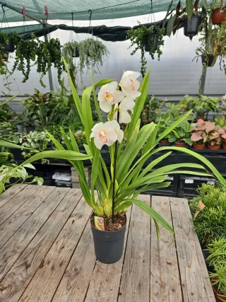Orquídeas Cymbidium