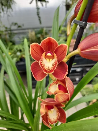 Orquídea Cymbidium