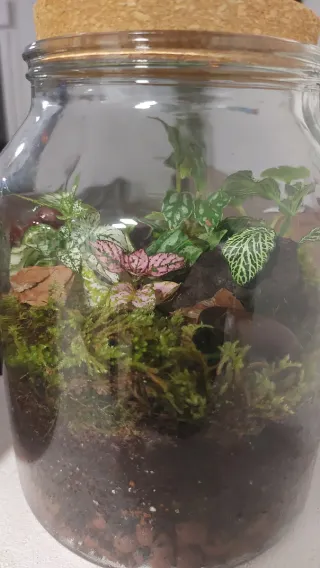 Jardín Eterno Terrario