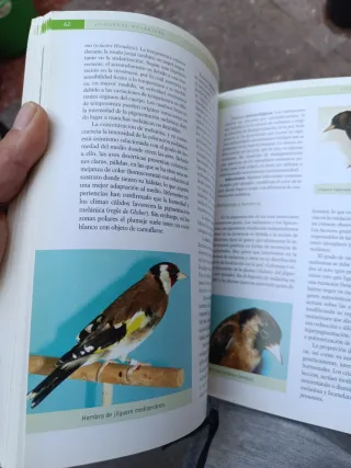 Jilgueros y especies afines (Pajaros / Birds) (...