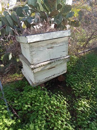 Colmenas de madera usadas
