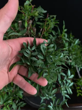 bonsai pistacia lentiscus