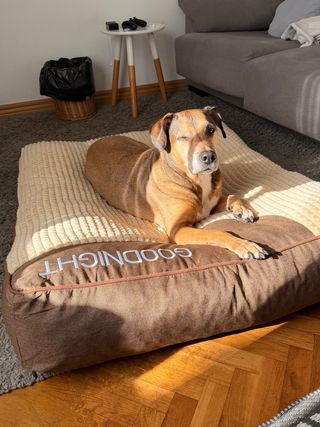 Cama XL Perro Premium Suave Elegante