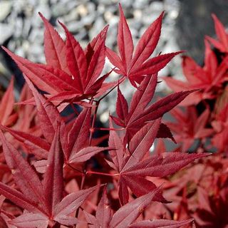 Acer Japonicum - Acero Japonés