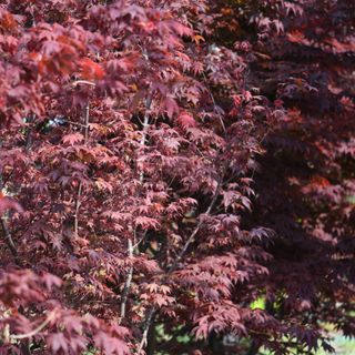 Acer Japonicum - Acero Japonés
