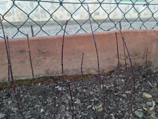 Acer Japonicum - Acero Japonés