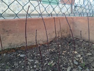 Acer Japonicum - Acero Japonés