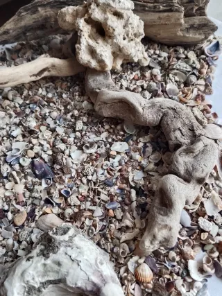 Composizione per acquario naturale, base marina.