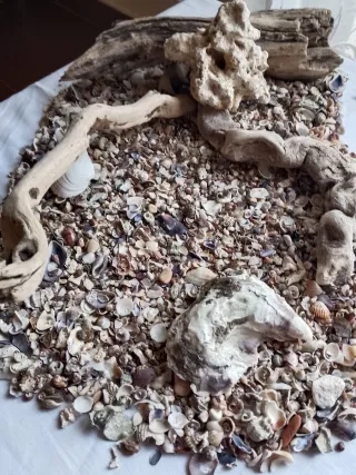 Composizione per acquario naturale, base marina.