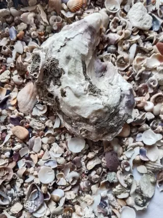 Composizione per acquario naturale, base marina.