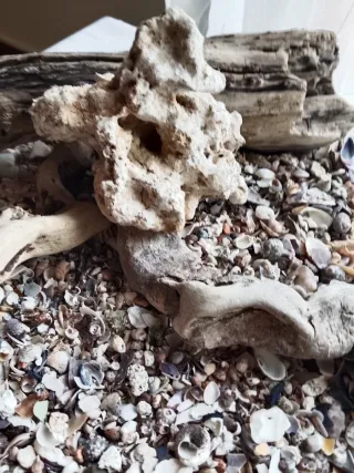 Composizione per acquario naturale, base marina.