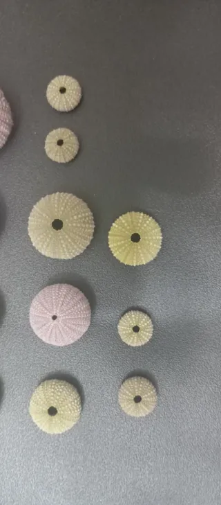 Gusci di riccio di mare