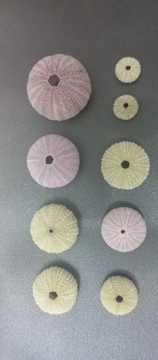 Gusci di riccio di mare