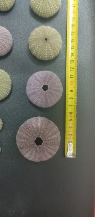 Gusci di riccio di mare