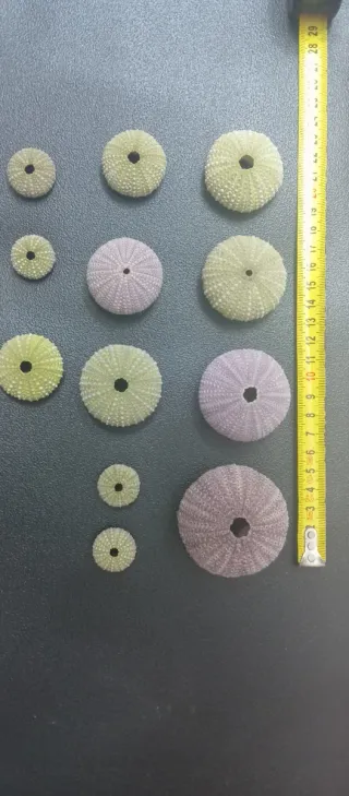 Gusci di riccio di mare