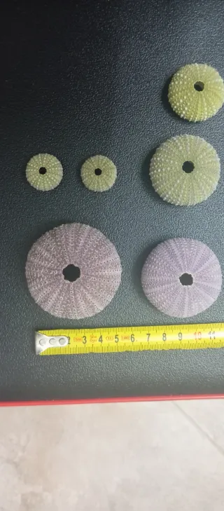 Gusci di riccio di mare