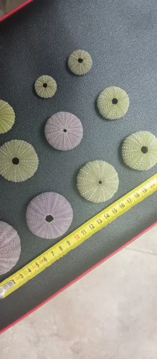 Gusci di riccio di mare