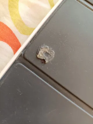 Teclado Inteligente Apple iPad Pro Negro 10,5"