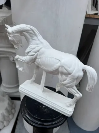 Modello anatomico Cavallo calco accademico