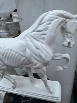 Modello anatomico Cavallo calco accademico