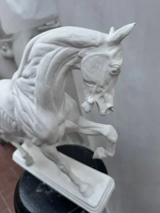 Modello anatomico Cavallo calco accademico