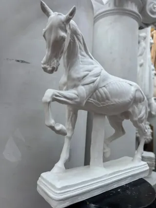 Modello anatomico Cavallo calco accademico