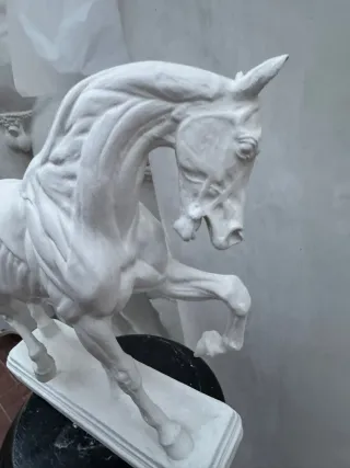 Modello anatomico Cavallo calco accademico