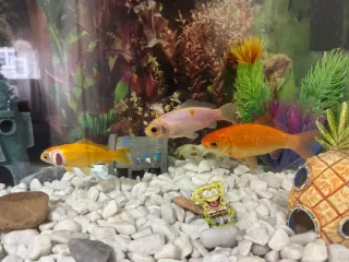 Acuario 80L completo