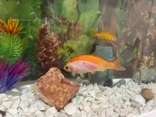 Acuario 80L completo