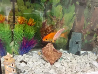 Acuario 80L completo