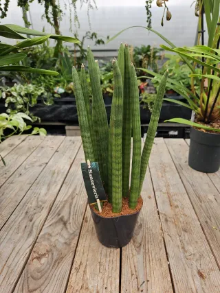 Sansevieria Cylindrica