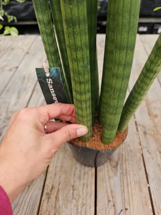 Sansevieria Cylindrica