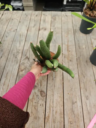 Sansevieria Cylindrica
