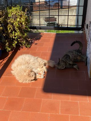 Habitación con baño propio en Galapagar