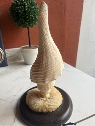 Concha Tritón Grande con LED