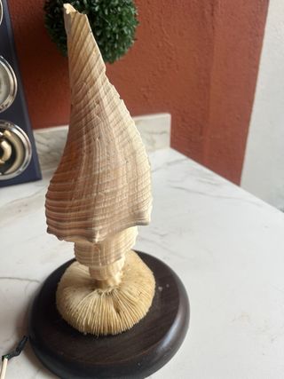 Concha Tritón Grande con LED